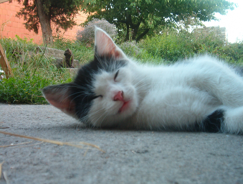 Gatti (99)